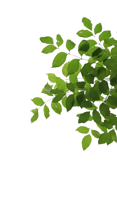 feuilles.png